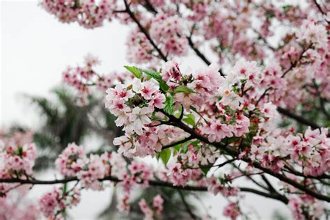 種桃花樹|揭祕：桃樹種植全攻略！果實美味又飽滿，在家也種出。